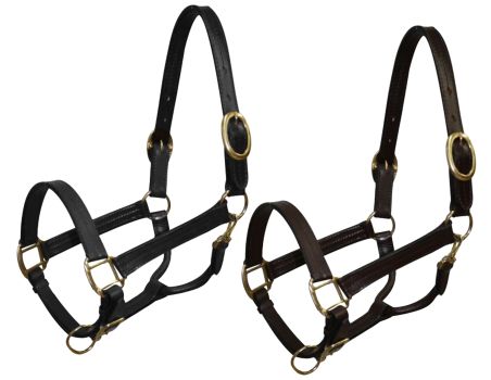 Cob size leather halter with brass hardware