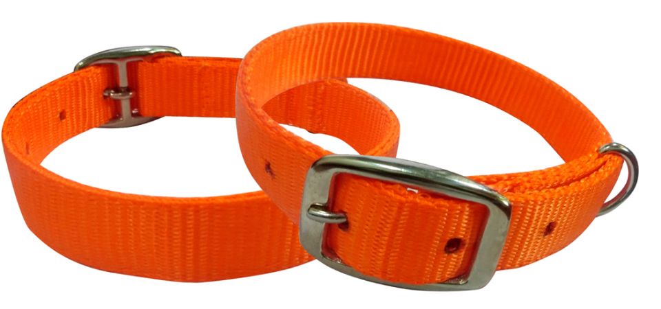 Showman Couture Orange nylon dog collar